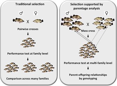 Toward Genome-Based Selection in Asian Seabass: What Can We Learn From Other Food Fishes and Farm Animals?